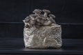 Black Pearl Mushroom Grow Kit