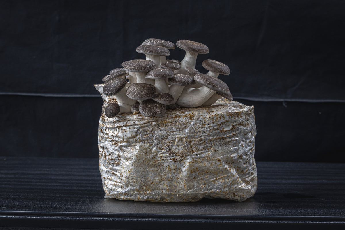Black Pearl Mushroom Grow Kit
