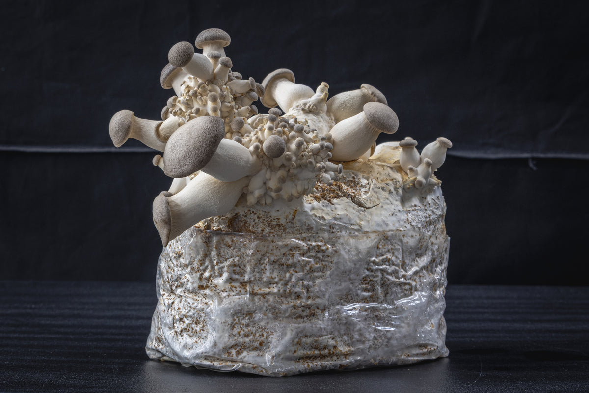 King Trumpet Mushroom Grow Kit