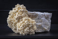 Coral Tooth Mushroom Grow Kit