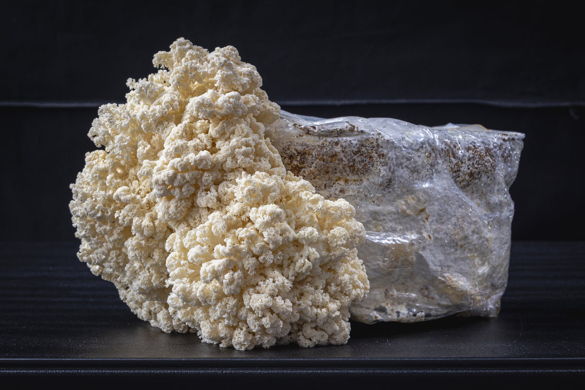 Coral Tooth Mushroom Grow Kit