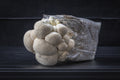 Lion’s Mane Mushroom Grow Kit