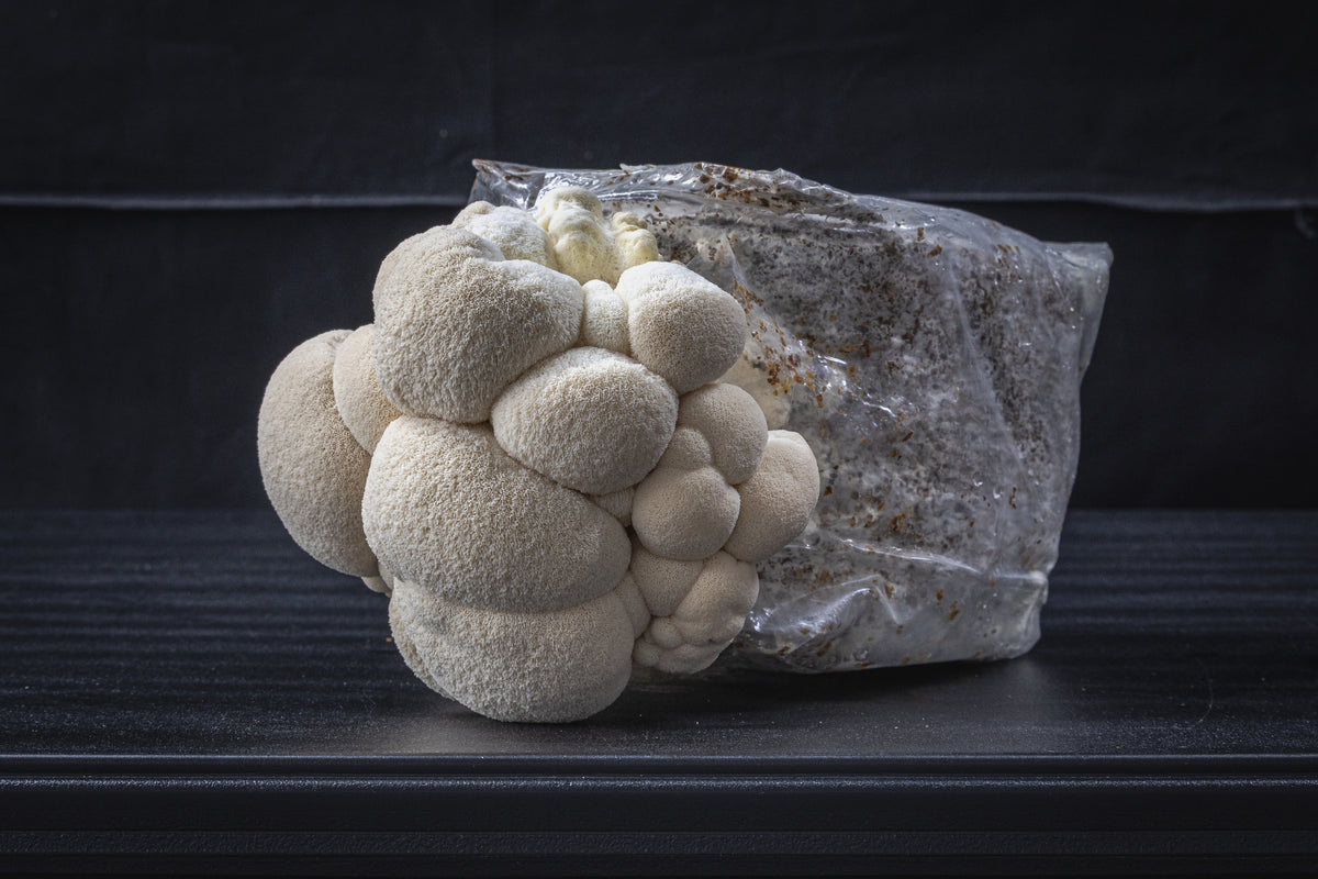 Lion’s Mane Mushroom Grow Kit
