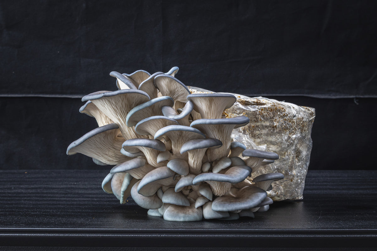 Blue Oyster Mushroom Grow Kit