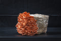 Pink Oyster Mushroom Grow Kit