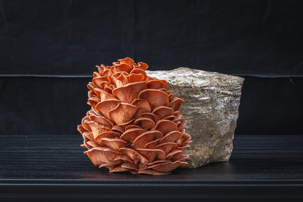 Pink Oyster Mushroom Grow Kit