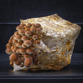 Chestnut Mushroom Grow Kit