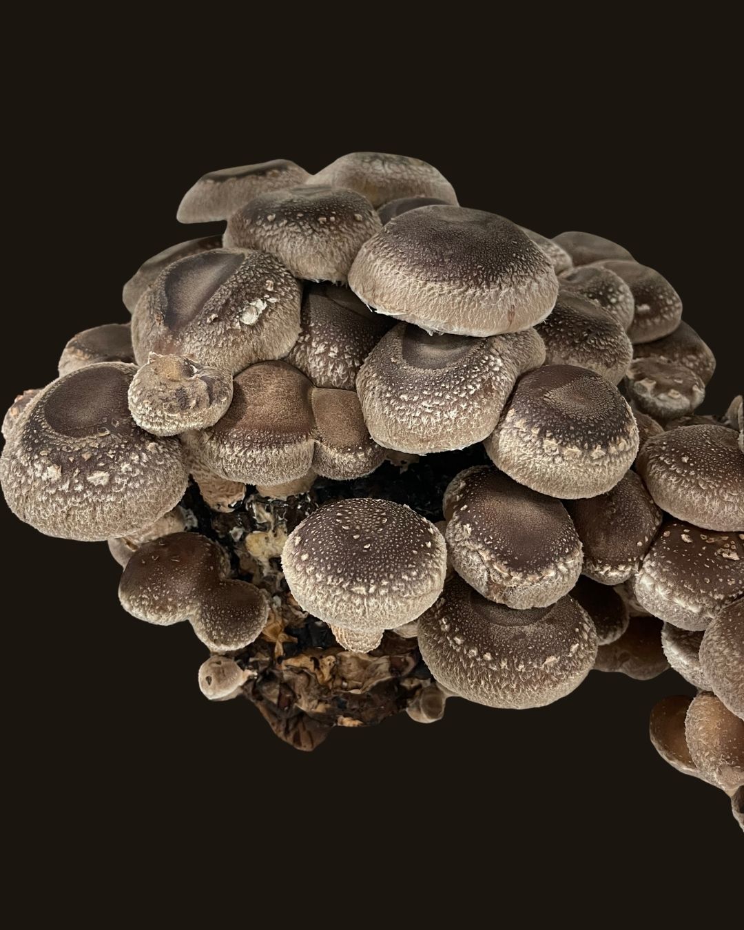 Shiitake Mushroom Grow Kit
